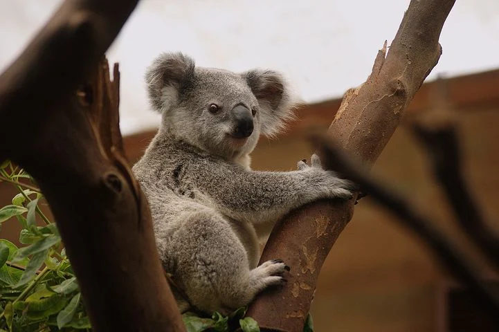 Australia2