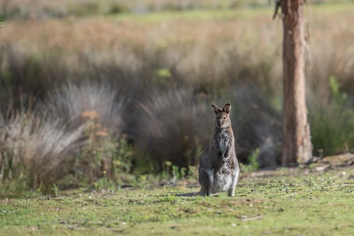 Australia3